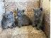 PoulaTo: Russian Blue  kittens make wonderful family pets